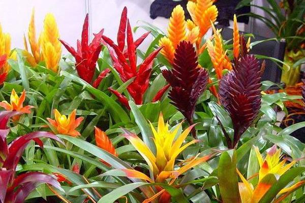 凤梨花的种类有哪些 凤梨花花语是什么