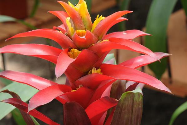 凤梨花的种类有哪些 凤梨花花语是什么