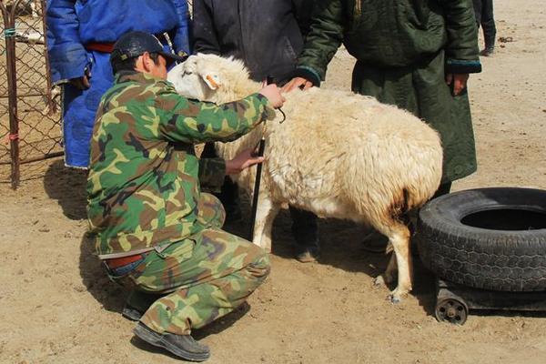 农村很多人不知道的养羊技术,按这六点做可以明显提升出栏率