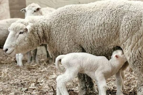 农村很多人不知道的养羊技术,按这六点做可以明显提升出栏率