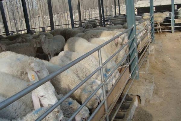 农村很多人不知道的养羊技术,按这六点做可以明显提升出栏率