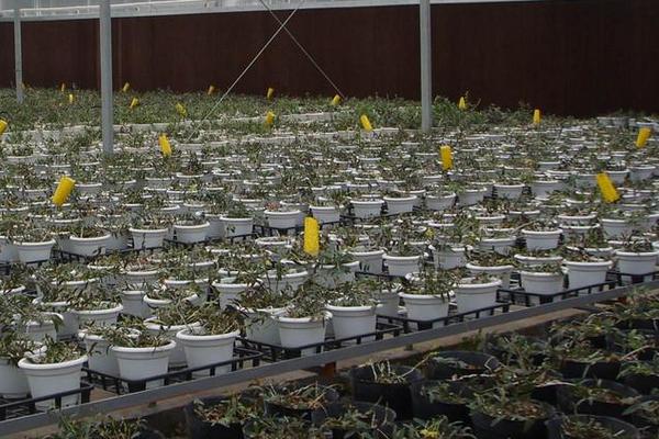 金线莲有几种(不同品种之间的区别) 野生金线莲属几级保护植物