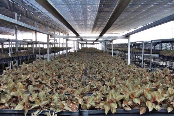 金线莲有几种(不同品种之间的区别) 野生金线莲属几级保护植物