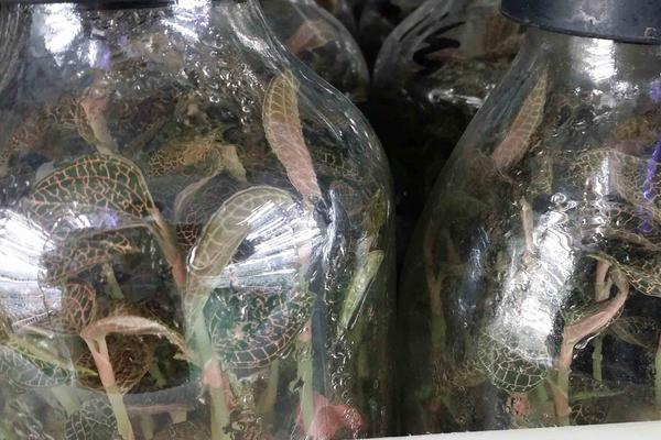 金线莲有几种(不同品种之间的区别) 野生金线莲属几级保护植物