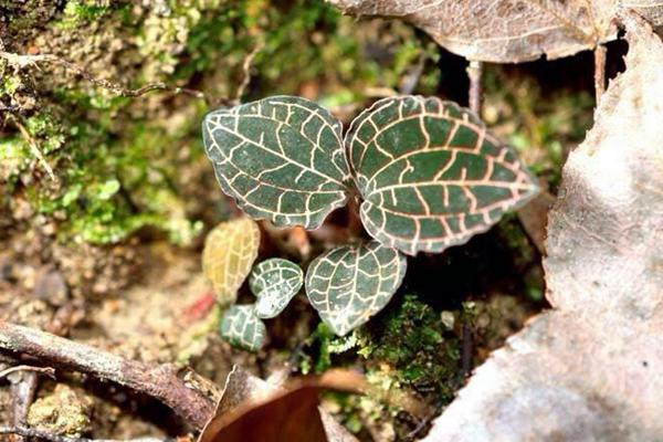 金线莲有几种(不同品种之间的区别) 野生金线莲属几级保护植物