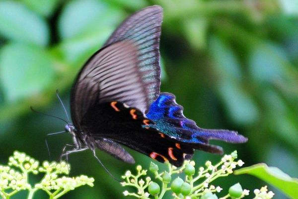 花蝴蝶有毒吗 蝴蝶会咬人吗