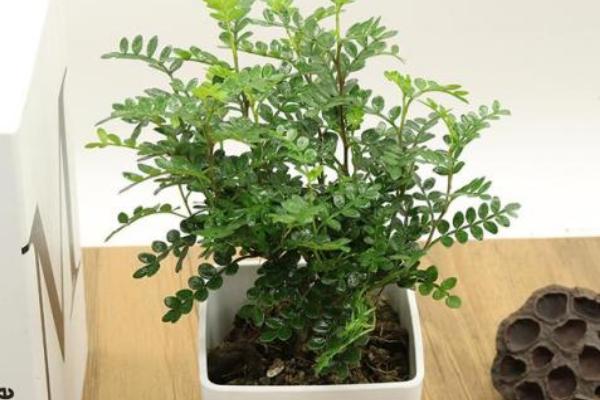胡椒木的养殖方法和注意事项 胡椒木盆景造型方法
