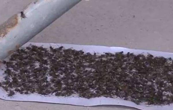 苍蝇卵多久孵化 苍蝇卵吃了会怎样