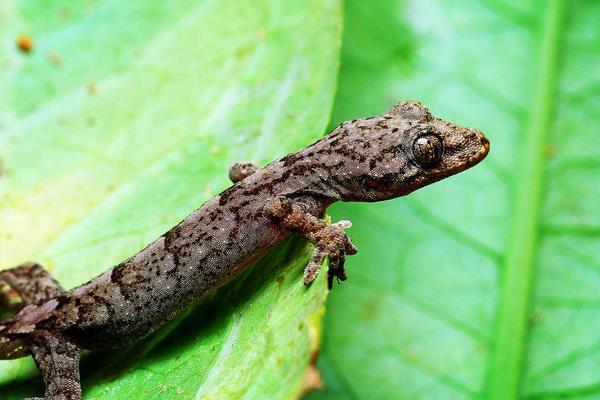 家里有壁虎什么征兆（吉还是凶） 壁虎进家里预示什么