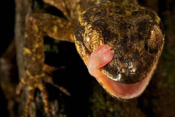 家里有壁虎什么征兆（吉还是凶） 壁虎进家里预示什么