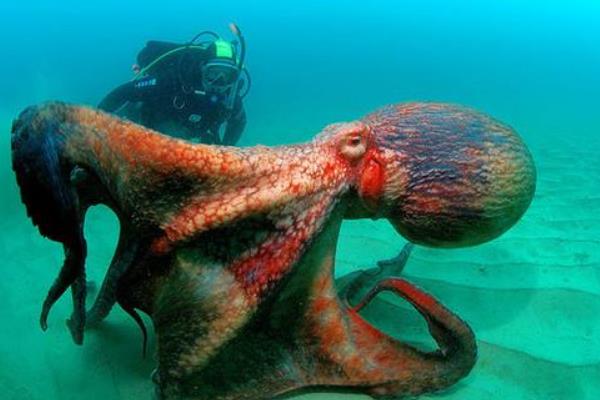 巨型章鱼真的存在吗 巨型章鱼有多大