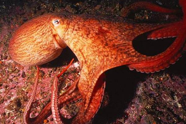 巨型章鱼真的存在吗 巨型章鱼有多大