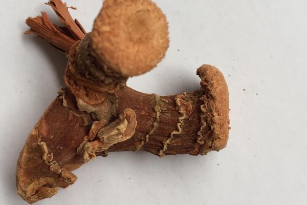 南姜是不是良姜 南姜和良姜的区别是什么