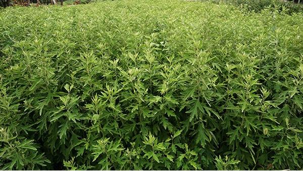 艾草种子怎么种 艾草种植技术