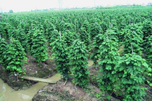 葛根适合什么地方生长 葛根什么时候种植