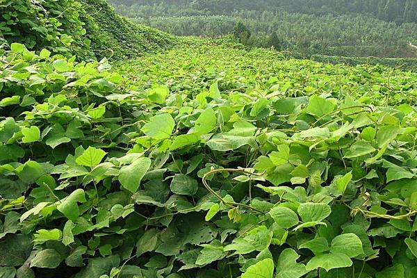 种葛根赚钱吗 葛根市场前景怎么样