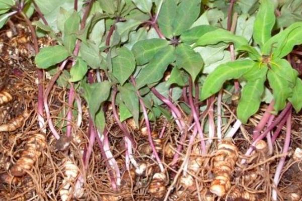 华重楼和滇重楼的区别是什么 多芽重楼是什么品种