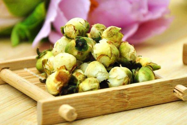 山茶花的功效与作用 山茶花的药用价值