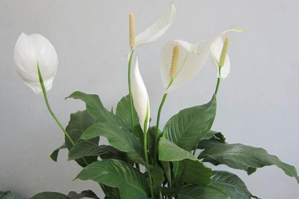 一帆风顺花摆放位置 一帆风顺花有什么功效