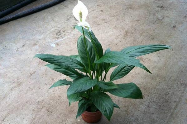 一帆风顺花摆放位置 一帆风顺花有什么功效