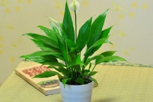 一帆风顺花摆放位置 一帆风顺花有什么功效