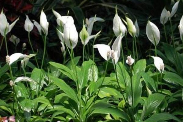 一帆风顺花摆放位置 一帆风顺花有什么功效