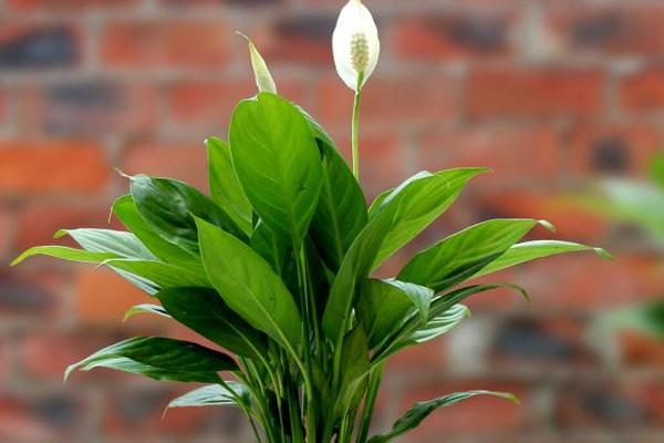 一帆风顺花摆放位置 一帆风顺花有什么功效