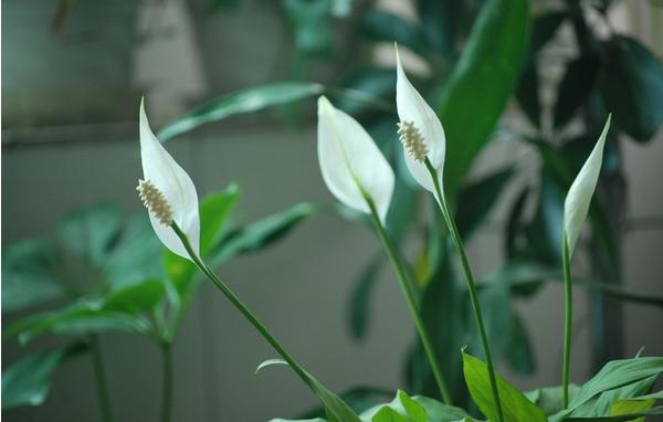 一帆风顺花怎么养 一帆风顺花如何分盆