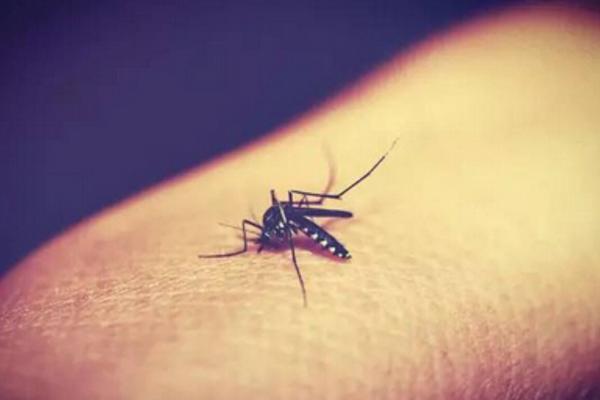 蚊子是怎么找到人的 一只蚊子一晚上咬几次