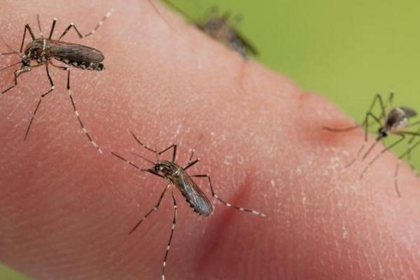 蚊子怕什么(味道、光) 蚊子怕什么植物