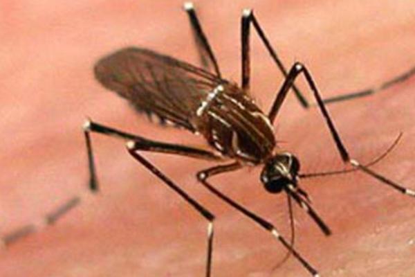 蚊子怕什么(味道、光) 蚊子怕什么植物