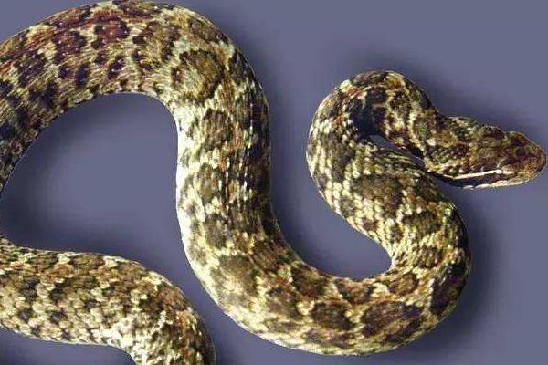 被五步蛇咬了怎么办 五步蛇咬了多久会死