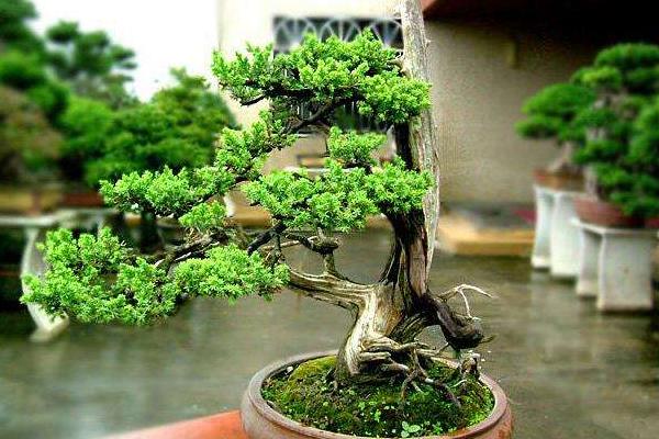 柏树盆景适合放家里吗 柏树盆景制作方法