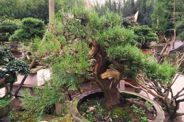 柏树盆景适合放家里吗 柏树盆景制作方法