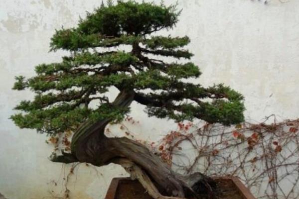 柏树盆景适合放家里吗 柏树盆景制作方法