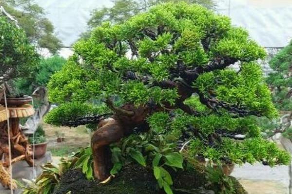 柏树盆景适合放家里吗 柏树盆景制作方法