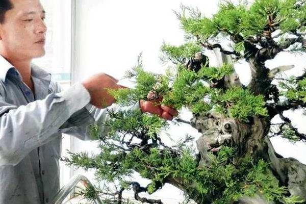 柏树盆景适合放家里吗 柏树盆景制作方法