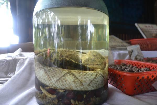 五步蛇酒的功效与作用及禁忌 五步蛇酒怎么泡