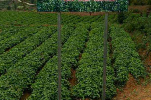 太子参产地在哪里 哪里的太子参最好