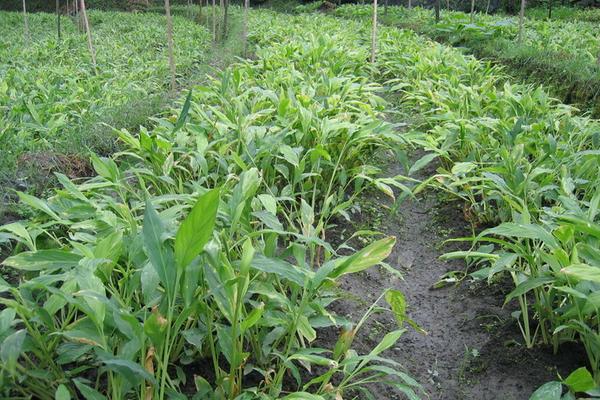 草果种植收入高吗 草果种植一亩要多少苗