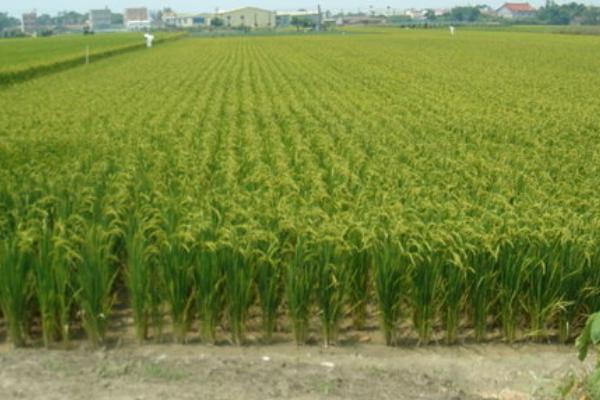 种薏米一亩多少种子 薏米种子什么时候种