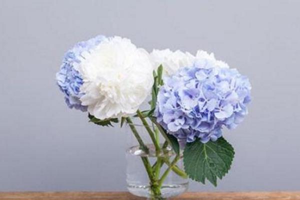 绣球花一年开几次花 绣球花什么时候开花(花期是几月)