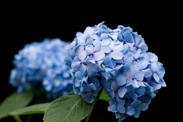 绣球花一年开几次花 绣球花什么时候开花(花期是几月)