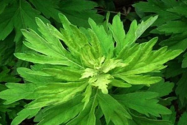 艾草市场价格多少钱一斤 艾草产地在哪里