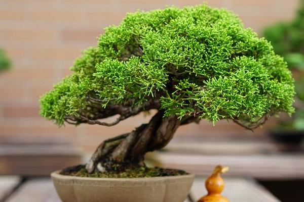 柏树盆景适合放室内吗 柏树盆景制作方法 