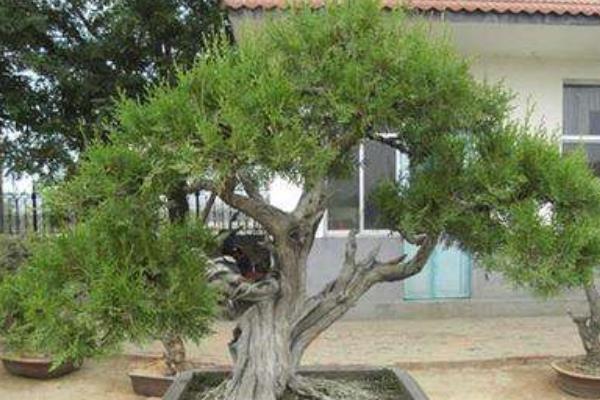 柏树盆景适合放室内吗 柏树盆景制作方法 