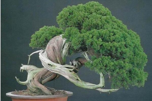 柏树盆景适合放室内吗 柏树盆景制作方法 
