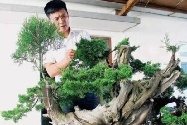 柏树盆景适合放室内吗 柏树盆景制作方法 