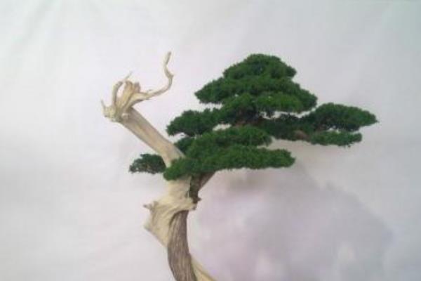 柏树盆景适合放室内吗 柏树盆景制作方法 