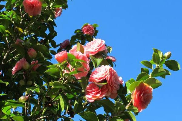 山茶花花语是什么(寓意) 山茶花比喻人的什么品质